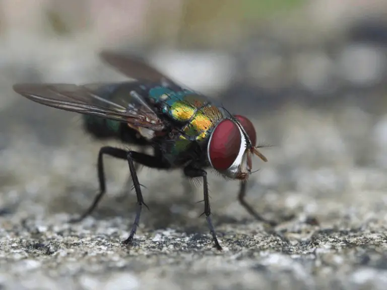 foto di una mosca all'aperto