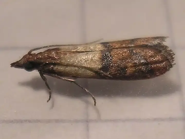 farfalline alimentari