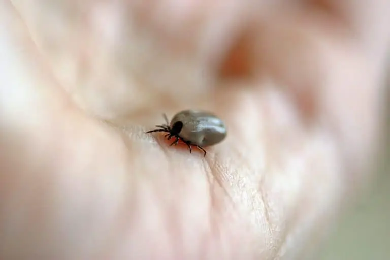 zecca sopra una mano