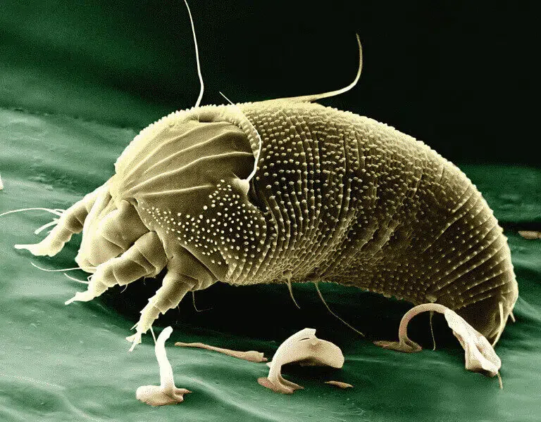 Foto di acaro presa da un microscopio elettronico