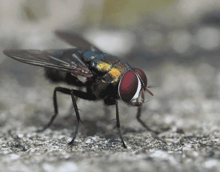 foto di una mosca all'aperto