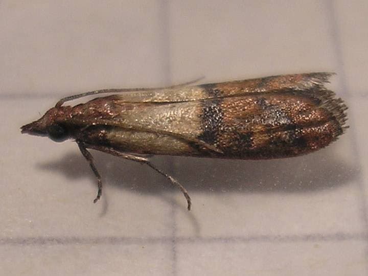 farfalline alimentari