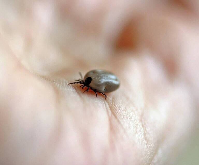 zecca sopra una mano