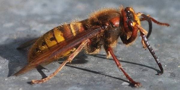 Disinfestazione calabroni e vespe Disinfestazione calabroni e vespe