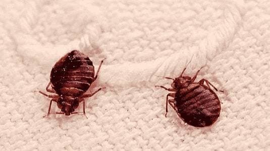 Disinfestazione cimici da letto Disinfestazione cimici da letto