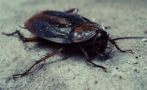 disinfestazione blatte disinfestazione blatte