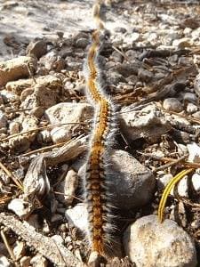 Disinfestazione processionarie Disinfestazione processionarie