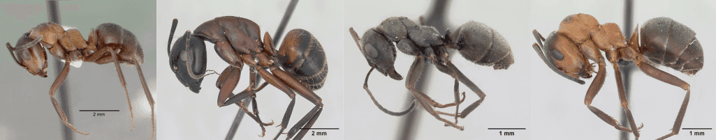 formiche specie presenti in Italia, Da sinistra verso destra: acquilonia, camponotus, cinerea e rufa