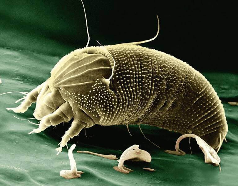 Foto di acaro presa da un microscopio elettronico