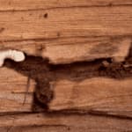Disinfestazione insetti del legno