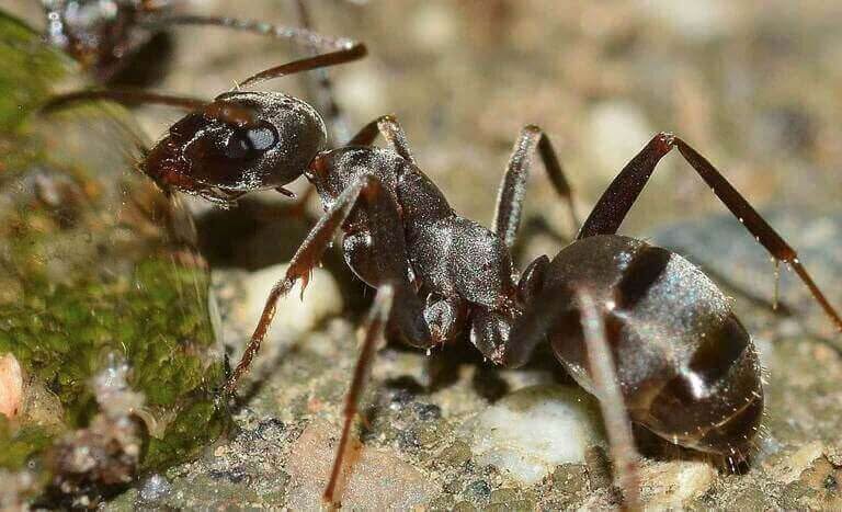 una formica che beve dell'acqua