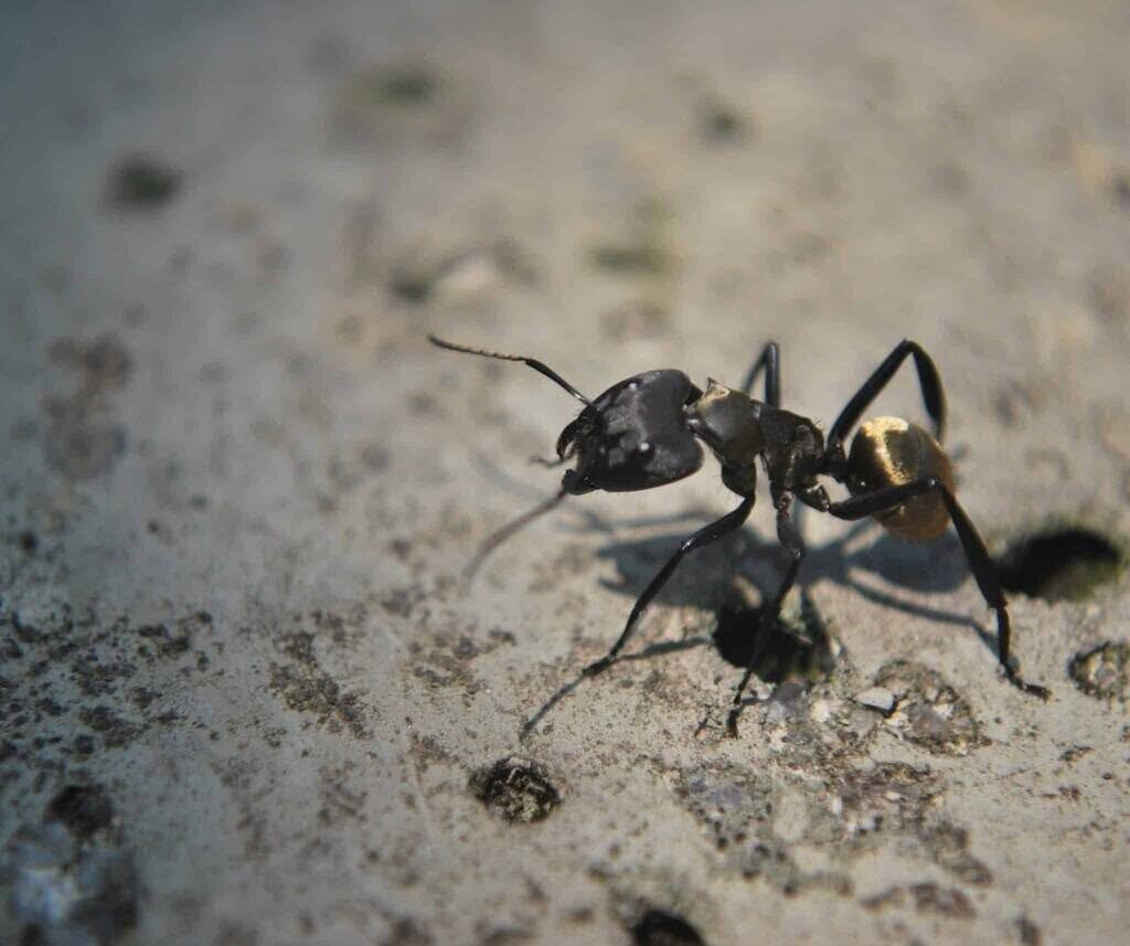 una formica tipica nera