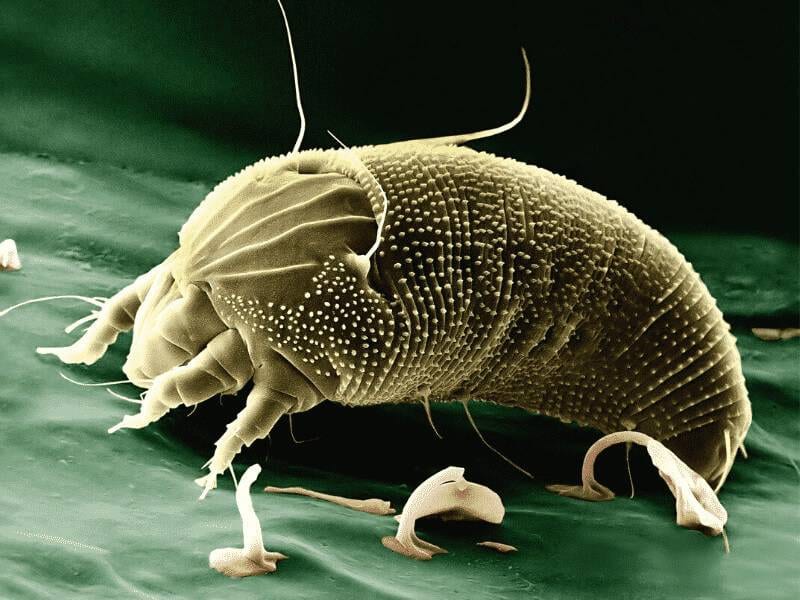 Foto di acaro presa da un microscopio elettronico