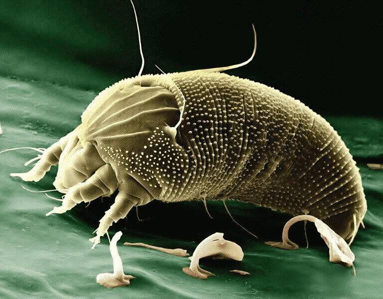 Foto di acaro presa da un microscopio elettronico